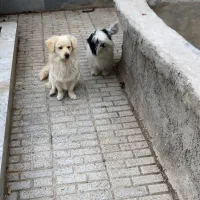 اشپیتزشیتزو