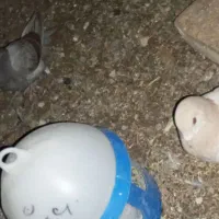 فروشی کبوتر|پرنده|کوهمره, |دیوار