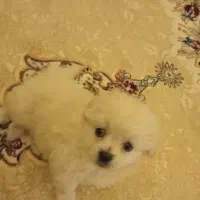 توله پامر دوماهو نیمه سایز صفر ۴۰۰گرمی|سگ|خمین, |دیوار