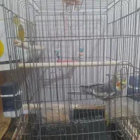 عروس هلندی|پرنده|فردیس, قریشی|دیوار