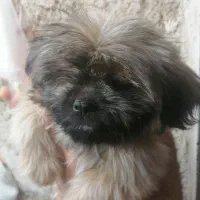 شیتزو کراس فروشی قیمت پیشنهادی|سگ|شیراز, سعدیه شمالی|دیوار