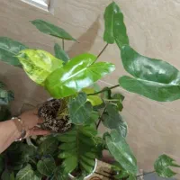 گل و گیاه آپارتمانی|گل و گیاه طبیعی|رشت, پل تالشان|دیوار