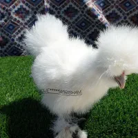 فروش جوجه مرغ خروس ابریشمی نژاد اصلی