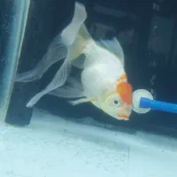 ماهی رد کاپ|ماهی|مرند, |دیوار