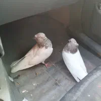 پرنده یا همون کفتر