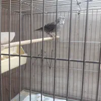 قناری مولد|پرنده|رباطکریم, انجم آباد|دیوار