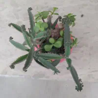 گل اشک تمساح|گل و گیاه طبیعی|تهران, گرگان|دیوار