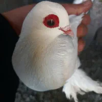 کبوتر قرمز گوز