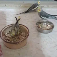 عروس هلندی|پرنده|بومهن, |دیوار