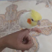 عروس هلندی نر دستی|پرنده|زاهدان, |دیوار