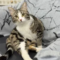 گربه نر ۶ ماه