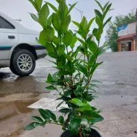 یاس