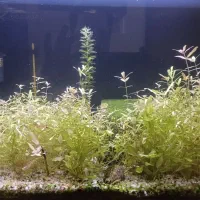 آکواریوم شیشه خمه ماهیران ۵۰×۳۴×۳۴|ماهی|کرمانشاه, |دیوار