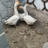 تخم نطفه دار قوغاز|پرنده|یزد, |دیوار