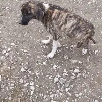 واگذاری سگ|سگ|گلبهار, شهر جدید گلبهار|دیوار