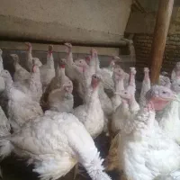 فروش بوقلمون