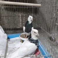 7تاکبوتر سرحال برای جوجه گیری|پرنده|خرم‌آباد, |دیوار