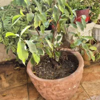 گل بن سای با ارتفاع بالا