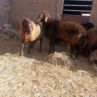 قوچ هترو|حیوانات مزرعه|میان جلگه, |دیوار