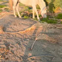 اسب نریون عرب کورسی|اسب و تجهیزات اسبسواری|رودخانه, |دیوار