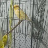 قناری نر پرتقالی