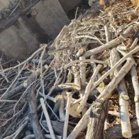 برش انواع چوب|خدمات باغبانی و درختکاری|ماهان, |دیوار