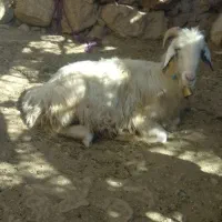 یک میش شاخی|حیوانات مزرعه|ایذه, |دیوار