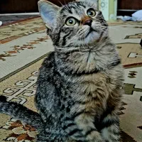 بچه گربه DSH نژاد تبی
