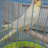 عروس هلندی