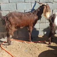 تعدادسه عددبززاییده بفروش میرسد