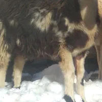 بره پلنگی ماده