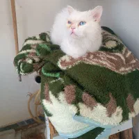 گربه|گربه|گرگان, |دیوار