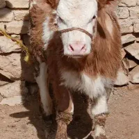 دوتاسمینتال ماده شرابی فرانسوی ویک سمینتال اصیل