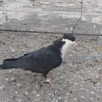 کفترریش|پرنده|بیرجند, |دیوار