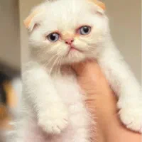 اسکاتیش گلدن پوینت