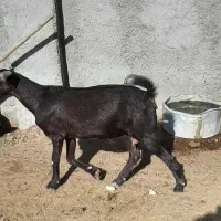 بز و بزغاله|حیوانات مزرعه|بهارستان, |دیوار