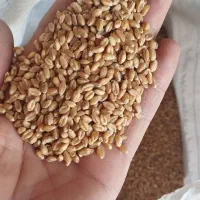 بذر گندم پیشگام