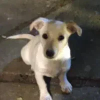 یک سگ کوچک پیدا شده