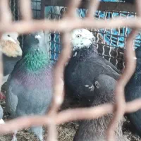 کبوتر شهرکردی یا صدا دار به شرط