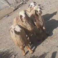 بره درشت