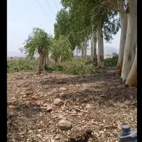 خریدارانواع چوب بابالاترین قیمت نقدنقددرمحل شما|خدمات باغبانی و درختکاری|سرپل ذهاب, |دیوار