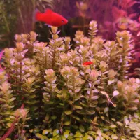 گیاهان خاص اکواریوم پلنت هلندی