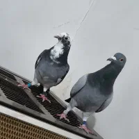 دو عدد نر گرفتنی