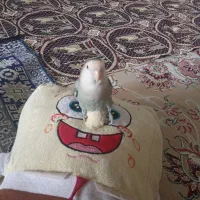 طوطی برزیلی باقفس