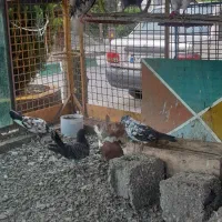 کبوتر سالم سرحال