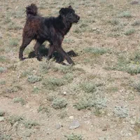 توله سگ ۱۴ ماهه