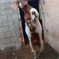 نر بز|حیوانات مزرعه|سبزوار, توحیدشهر|دیوار