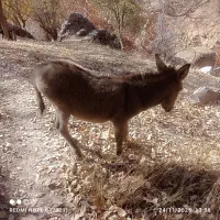 یک عدد کره خر نر 9 ماهه