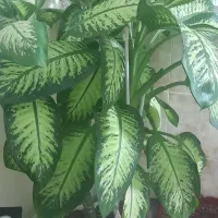 گل طبیعی دئفین باخیا|گل و گیاه طبیعی|تیکمه داش, |دیوار