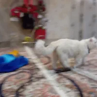 فروش یک جفت گربه نر وماده نژاد پرشین|گربه|زاهدان, |دیوار